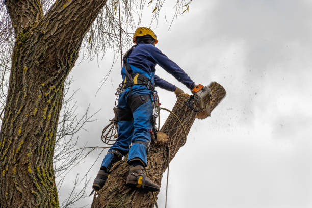 Best Palm Tree Trimming  in Wallingford Center, CT