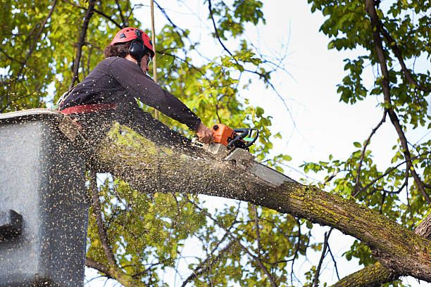 Best Tree Disease Treatment  in Wallingford Center, CT